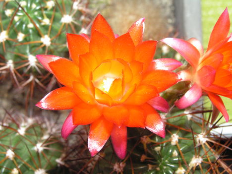 Lobivia ritka narancs