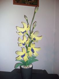orchidea