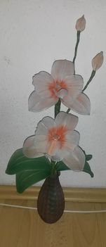 orchidea