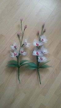 orchidea