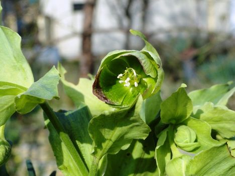 2014 első virágai 4 ; Helleborus dumetorum