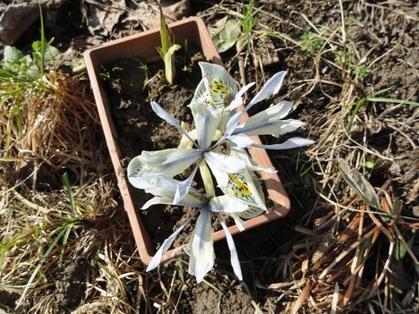 2014 első virágai 6; Iris histrioides Katherine Hodgkin