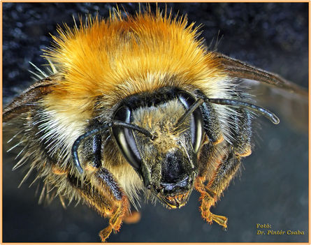 Bombus