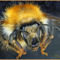 Bombus