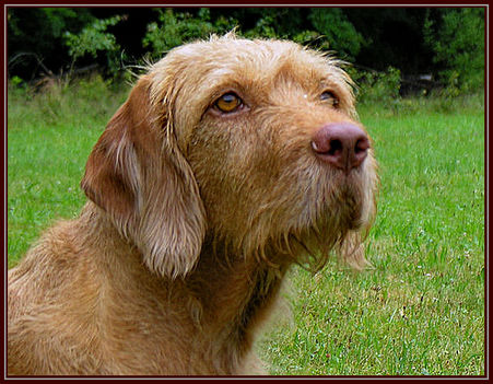 Drótszőrű magyar vizsla
