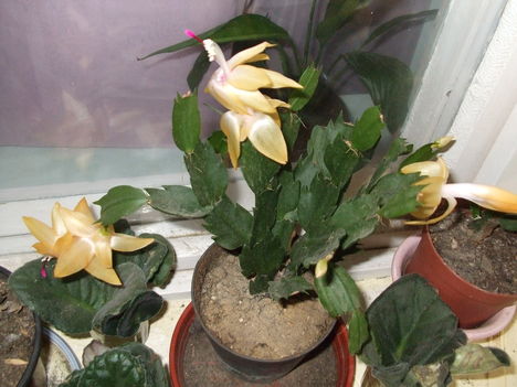 DSCF1475