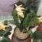 DSCF1475