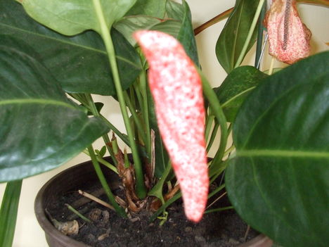 DSCF1476