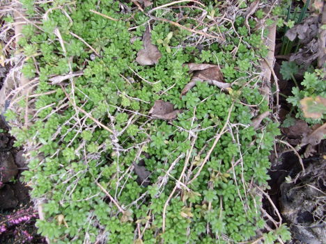 DSCF1478