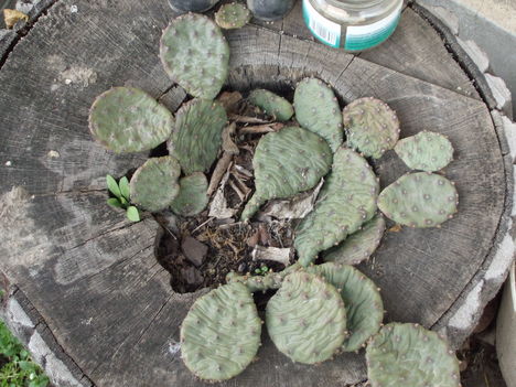 DSCF1483