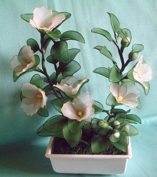 Orchidea fehér