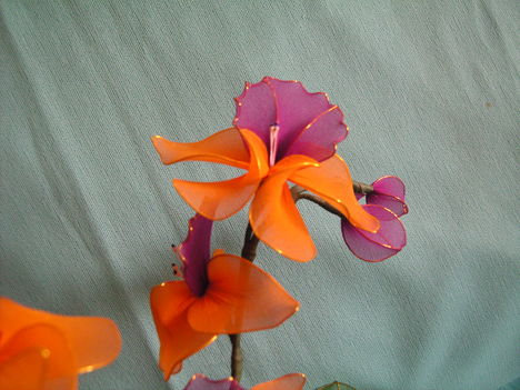 Orchidea különlegesség - nagyitva