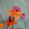 Orchidea különlegesség - nagyitva