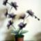 orhidea fekete