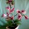 orhidea Püspöklila - fehér 2 szirmu 