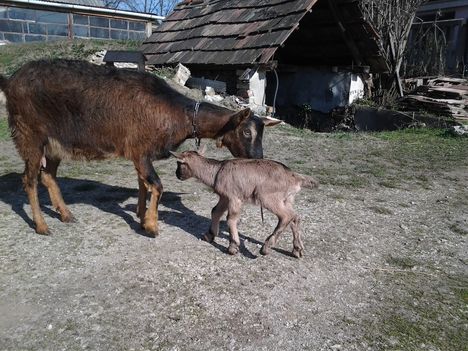 Őzike és gidája