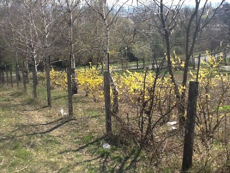 Tavaszi kert...1-6. 2