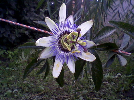 golgota virágom