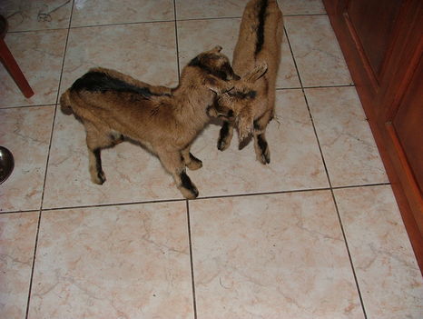 koraszülöttek 3