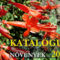 Növény katalógus