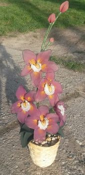 orchidea
