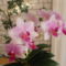 Orchideám teljes pompájában.