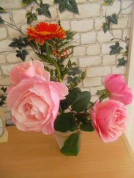 Rózsáim: a virág szeretete "nemesít"!