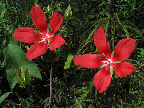 Skarlát hibiszkusz