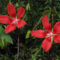 Skarlát hibiszkusz