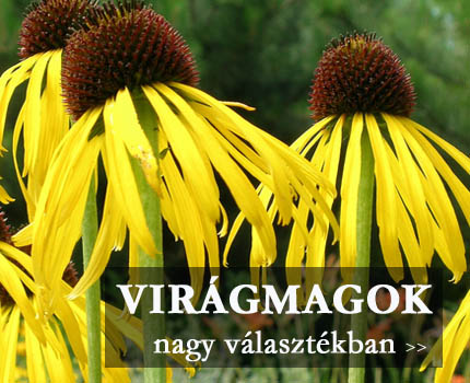 Virágmagok