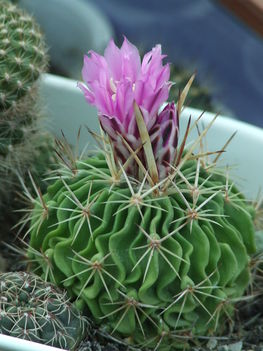  Echinofossulo