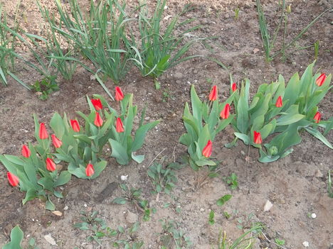 Reggeli tulipán