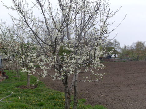 saját 058