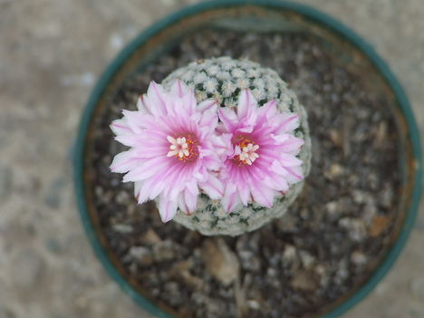 Turbinicarpus