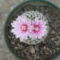 Turbinicarpus