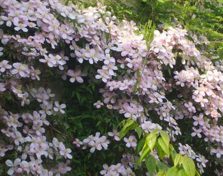 2014.04 Clematis Montana
