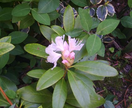 2014.04 Rhododendron