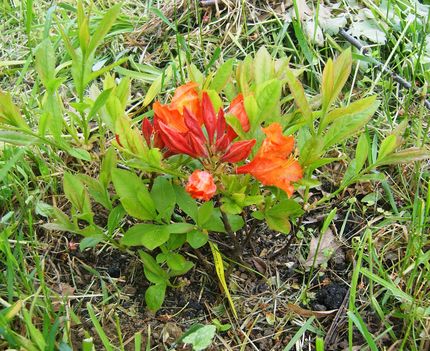 2014.04 Rhododendron