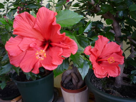 Hibiszkuszok