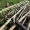 A bambusz előkészítése karónak.