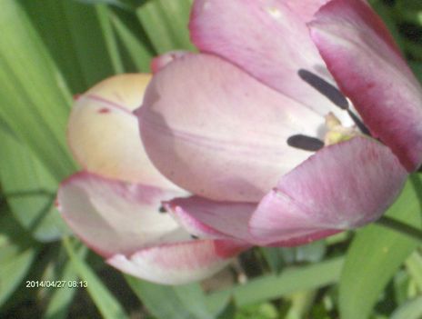  Lila tulipán.