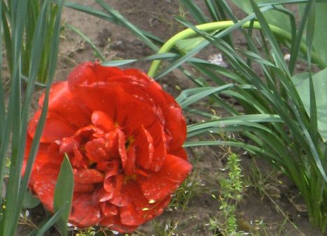  Piros tulipán 