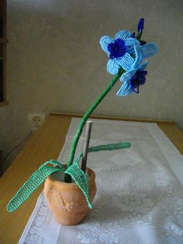 Cserepes Orchidea születésnapra