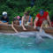 Delfin úsztatás... 1
