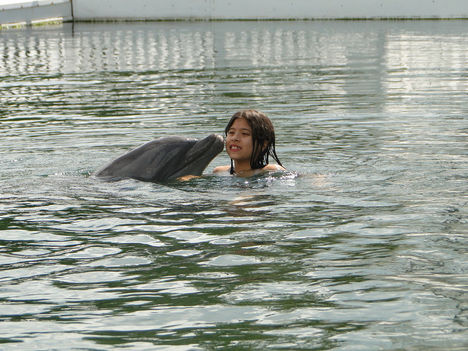 Delfin úsztatás... 2