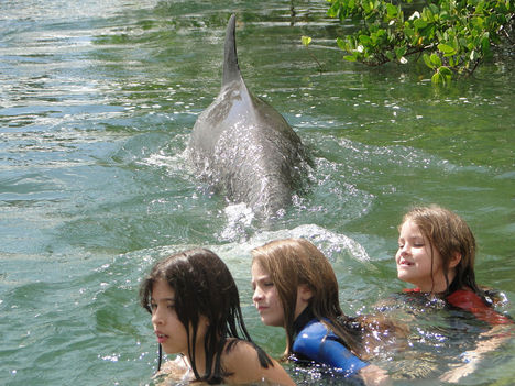 Delfin úsztatás... 3