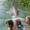 Delfin úsztatás... 3