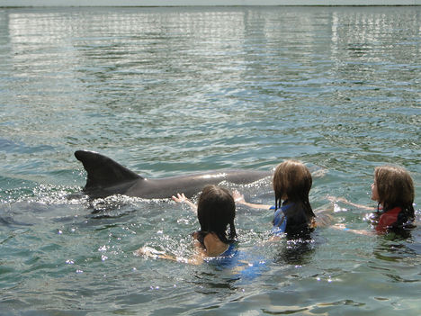 Delfin úsztatás... 5
