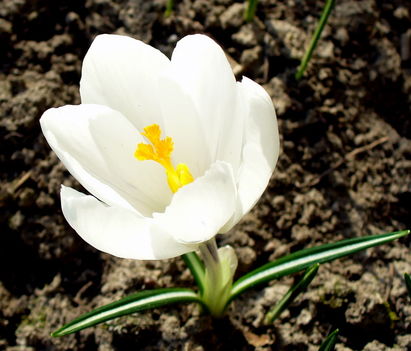 Fehérben