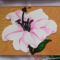 hibiszkusz
